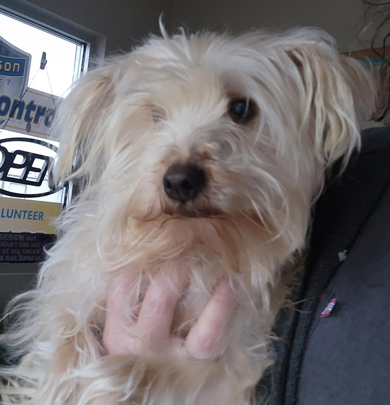 Enlarge Reno, an adopted mixed breed in Aurora, IL image 1/1