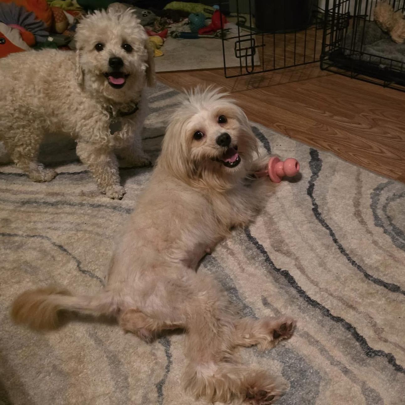 Marshmallow Fluff (20260802-02), an adopted Maltese in Niagara on the Lake, ON image 3/6