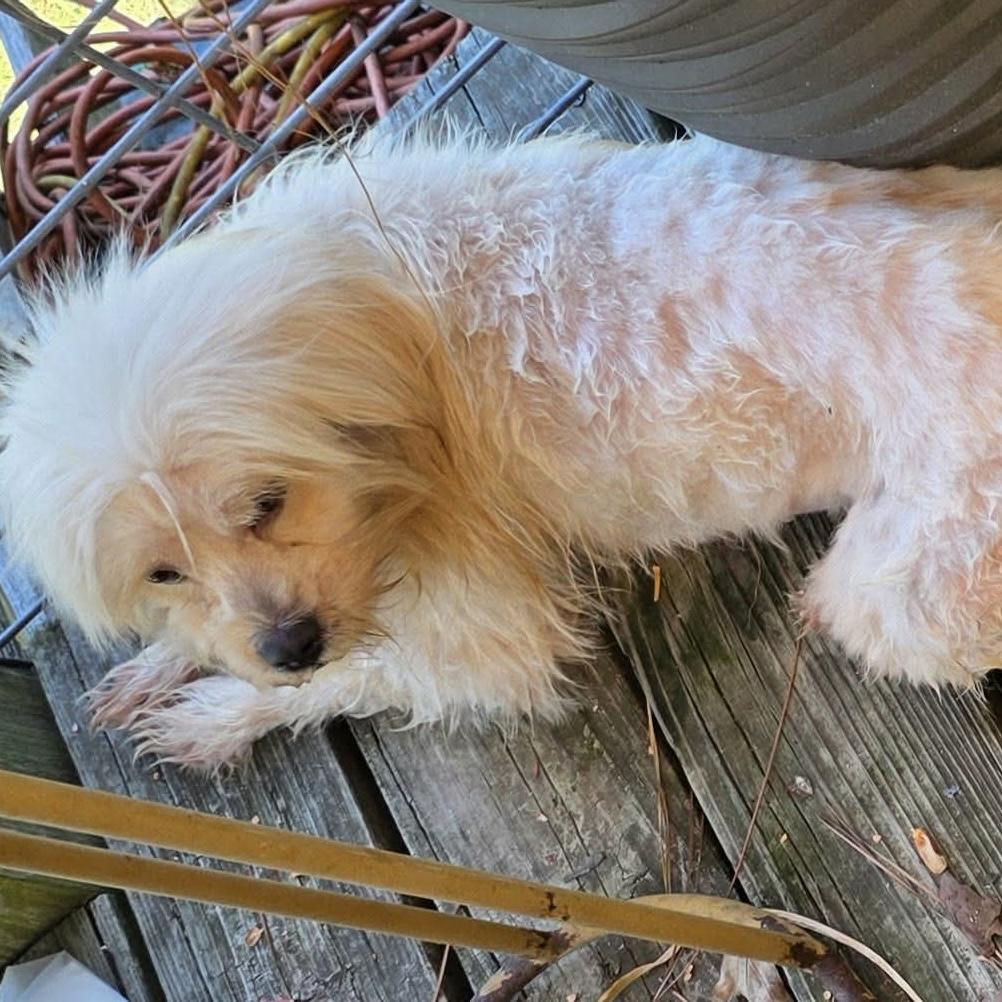 Marshmallow Fluff (20260802-02), an adopted Maltese in Niagara on the Lake, ON image 6/6