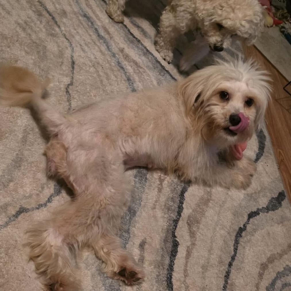 Marshmallow Fluff (20260802-02), an adopted Maltese in Niagara on the Lake, ON image 5/6
