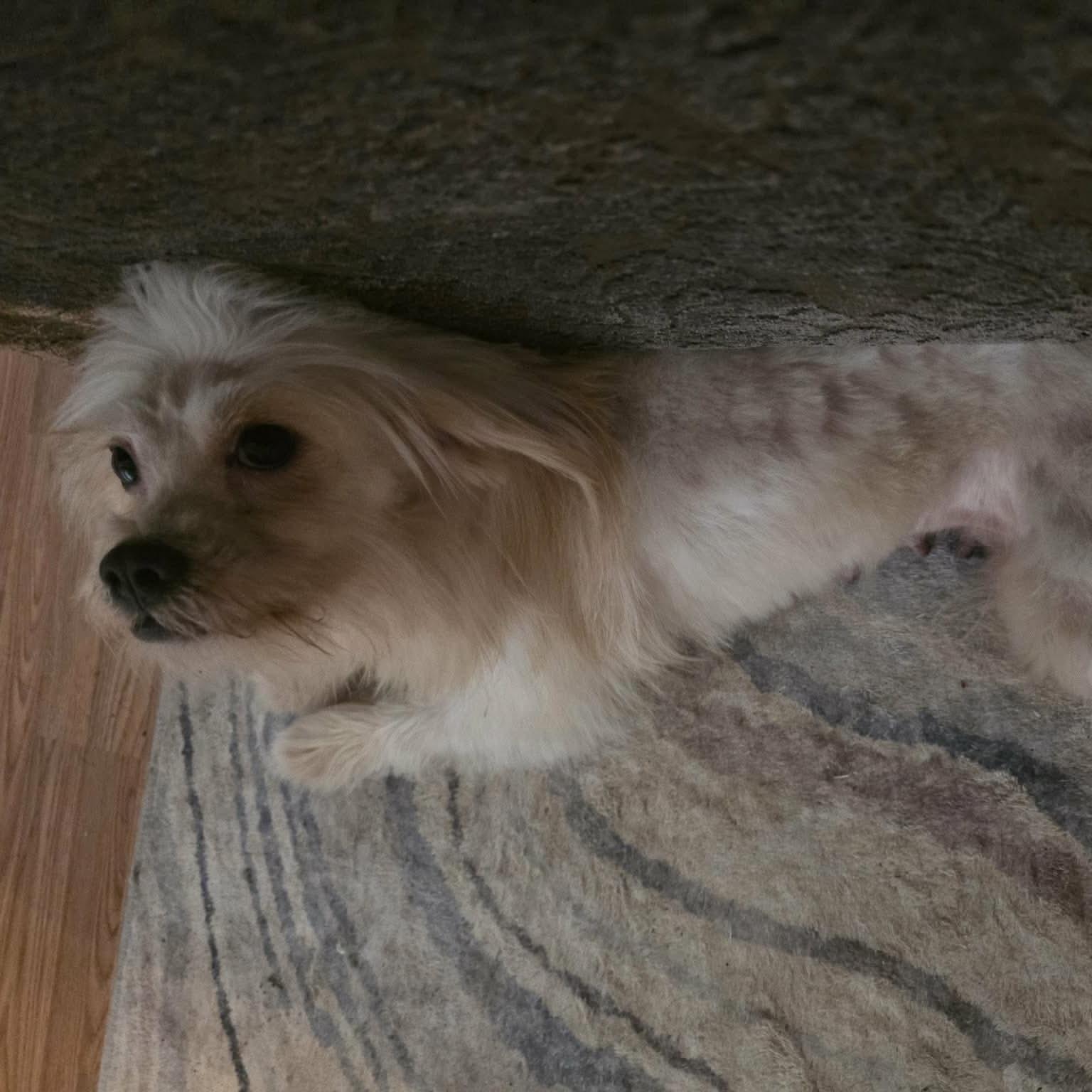 Marshmallow Fluff (20260802-02), an adopted Maltese in Niagara on the Lake, ON image 4/6