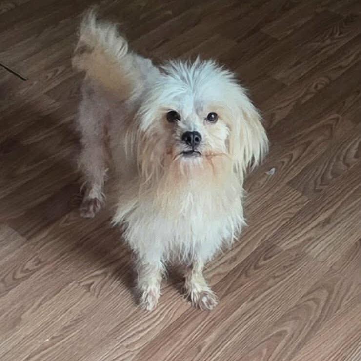 Marshmallow Fluff (20260802-02), an adopted Maltese in Niagara on the Lake, ON image 2/6