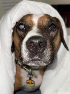 LEO, Adoptable, Adult Male Boxer & Mixed Breed.