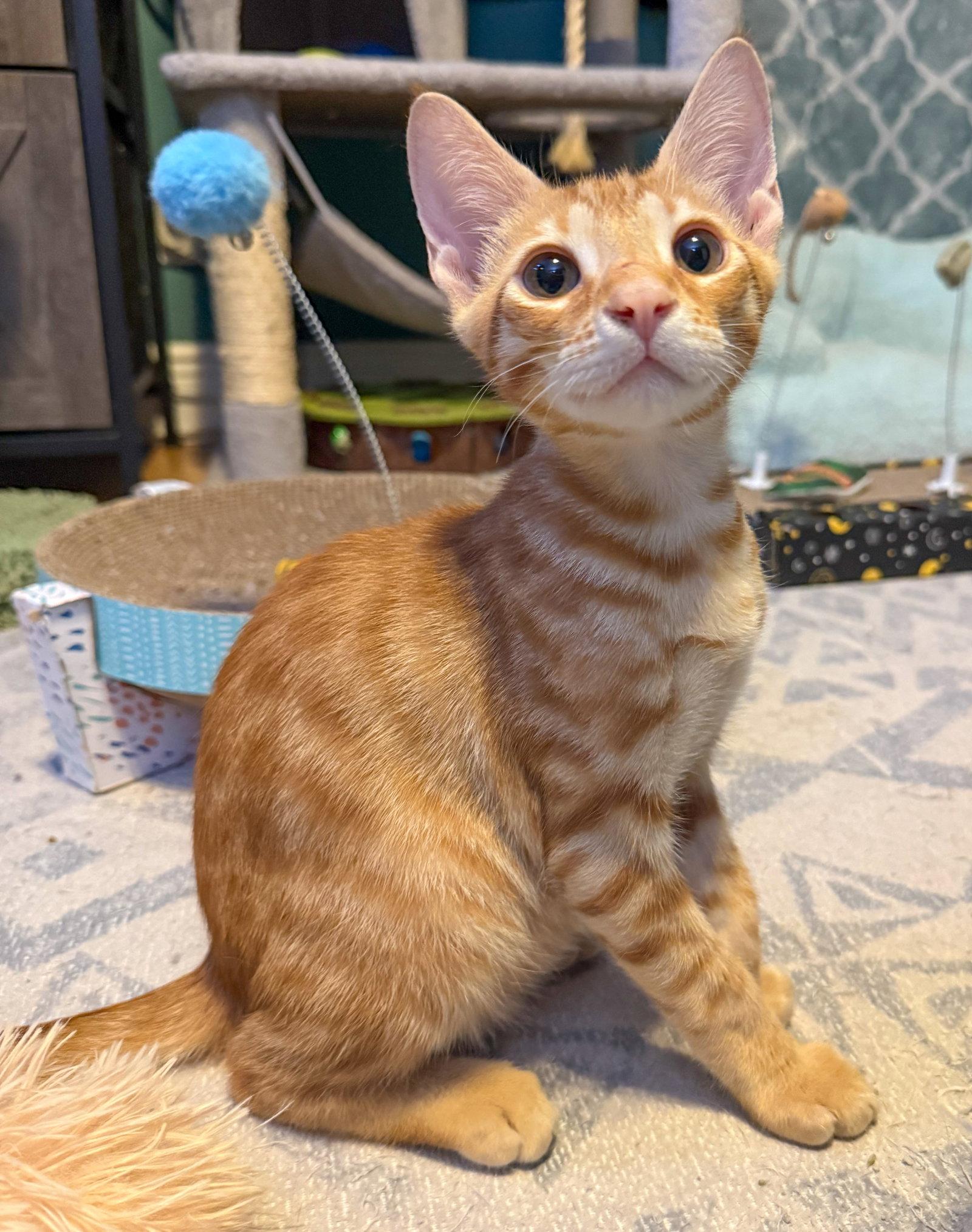Flareon, Adoptable, Kitten Male Domestic Short Hair & Tabby.