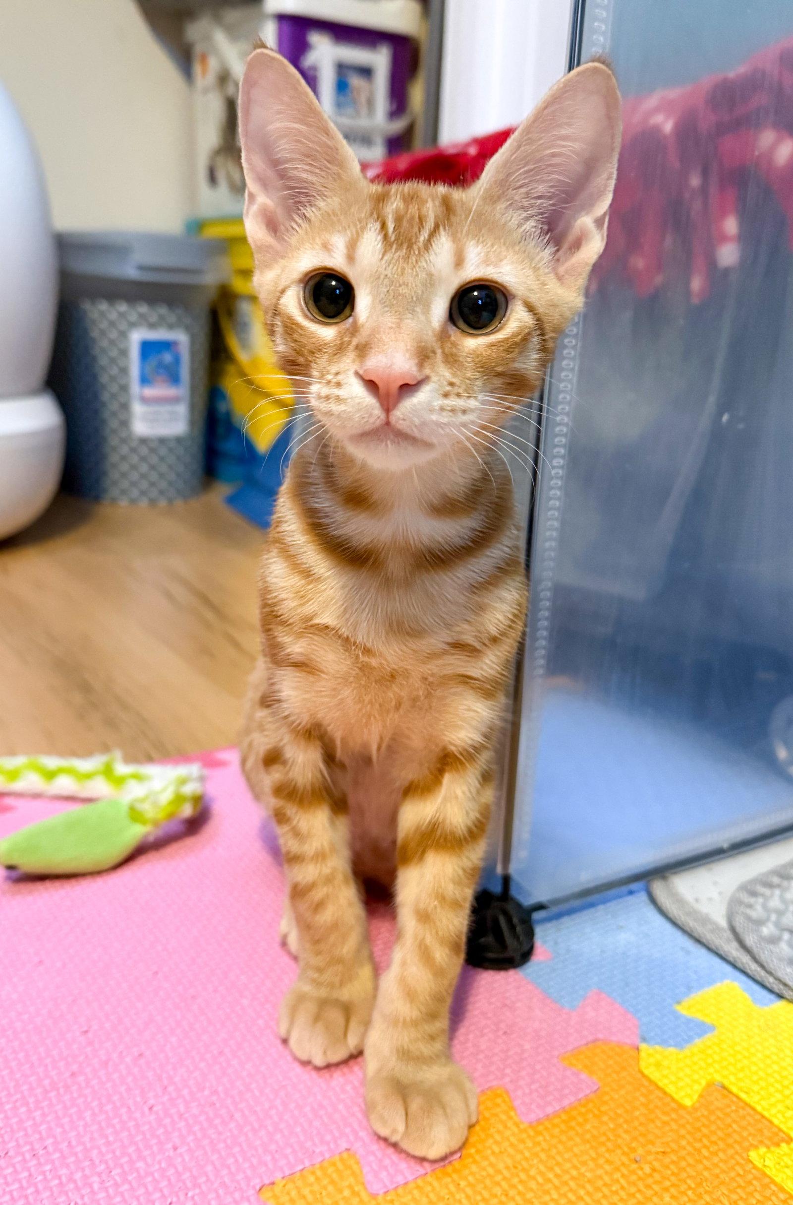 Flareon, a Adoptable mixed breed in Lighthouse Point, FL image 2/3