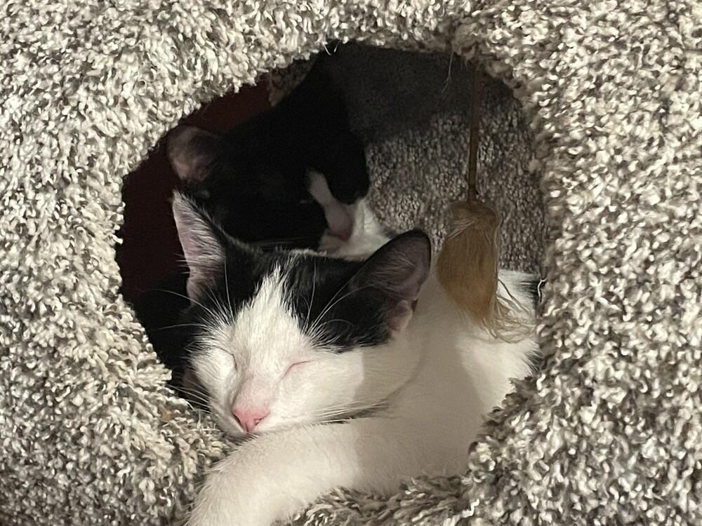 Enlarge Freddie, a Adoptable mixed breed in levittown, NY image 1/6