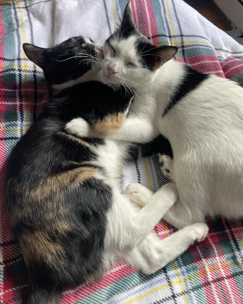 Enlarge Freddie, a Adoptable mixed breed in levittown, NY image 3/6