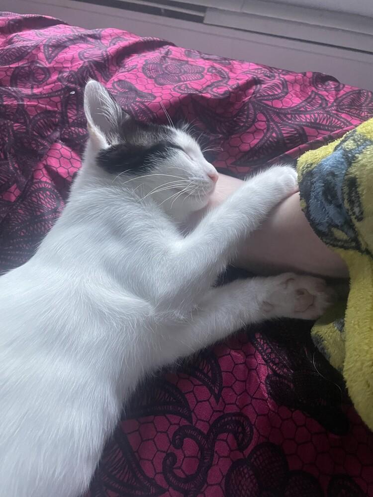 Enlarge Freddie, a Adoptable mixed breed in levittown, NY image 4/6