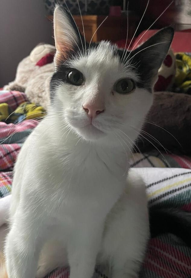 Enlarge Freddie, a Adoptable mixed breed in levittown, NY image 5/6