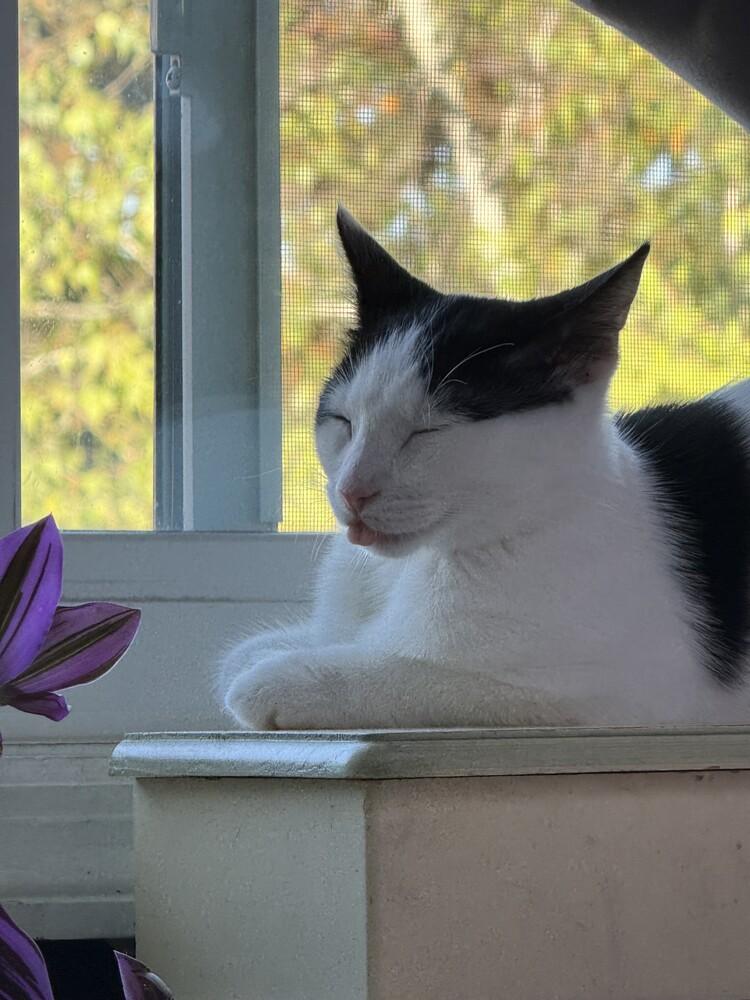 Enlarge Freddie, a Adoptable mixed breed in levittown, NY image 6/6