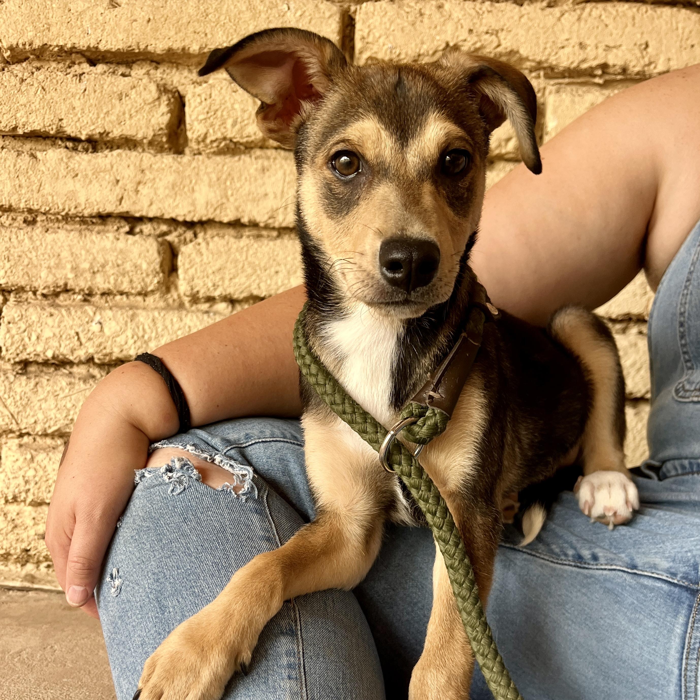 Enlarge Peach, a ADOPTABLE mixed breed in Marfa, TX image 2/6