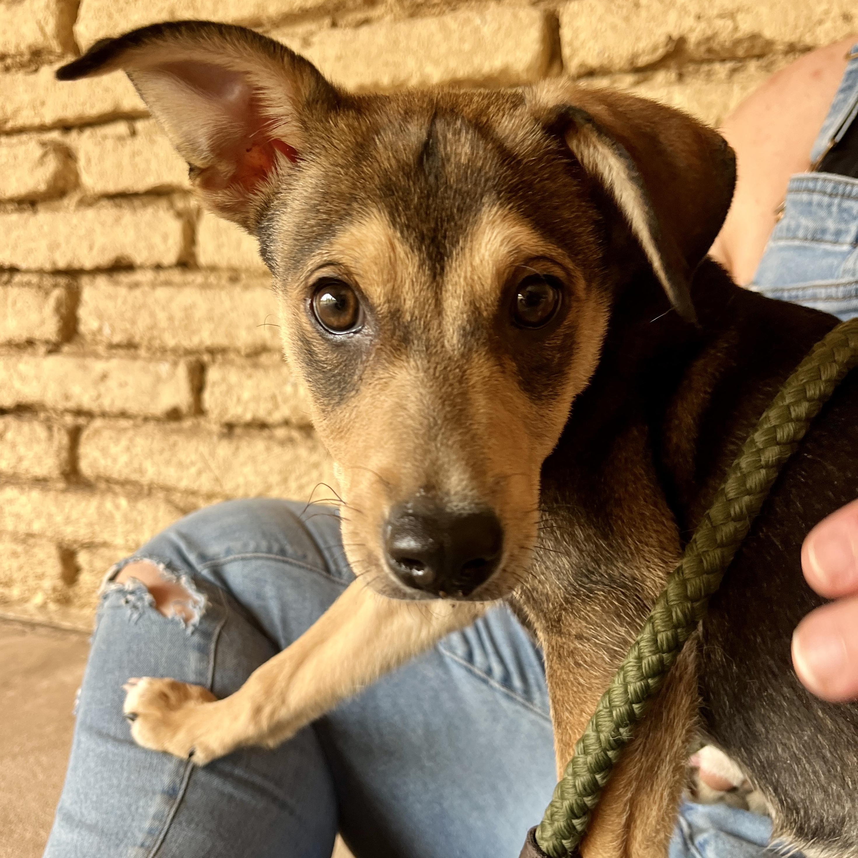 Enlarge Peach, a ADOPTABLE mixed breed in Marfa, TX image 1/6