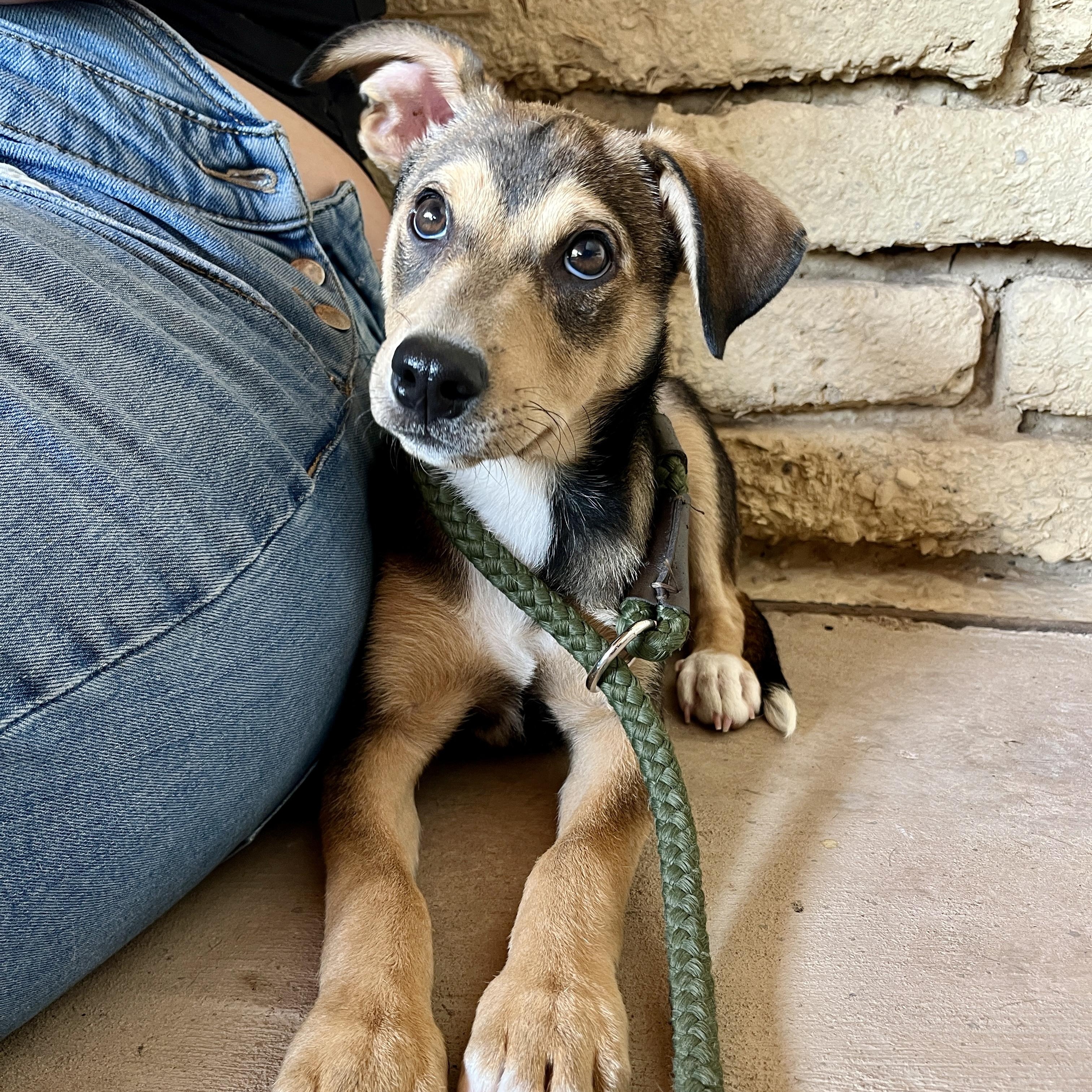 Enlarge Peach, a ADOPTABLE mixed breed in Marfa, TX image 4/6