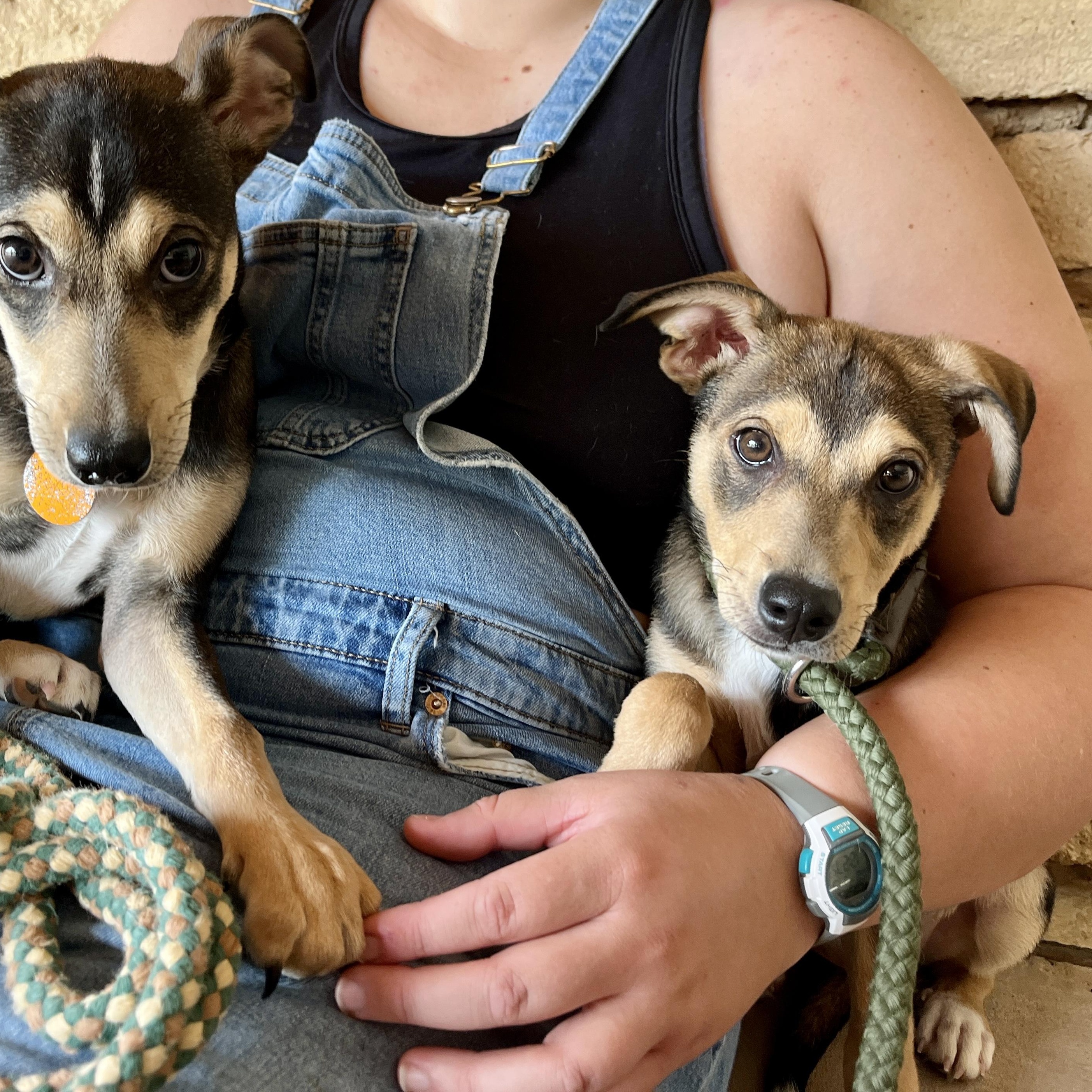 Enlarge Peach, a ADOPTABLE mixed breed in Marfa, TX image 5/6