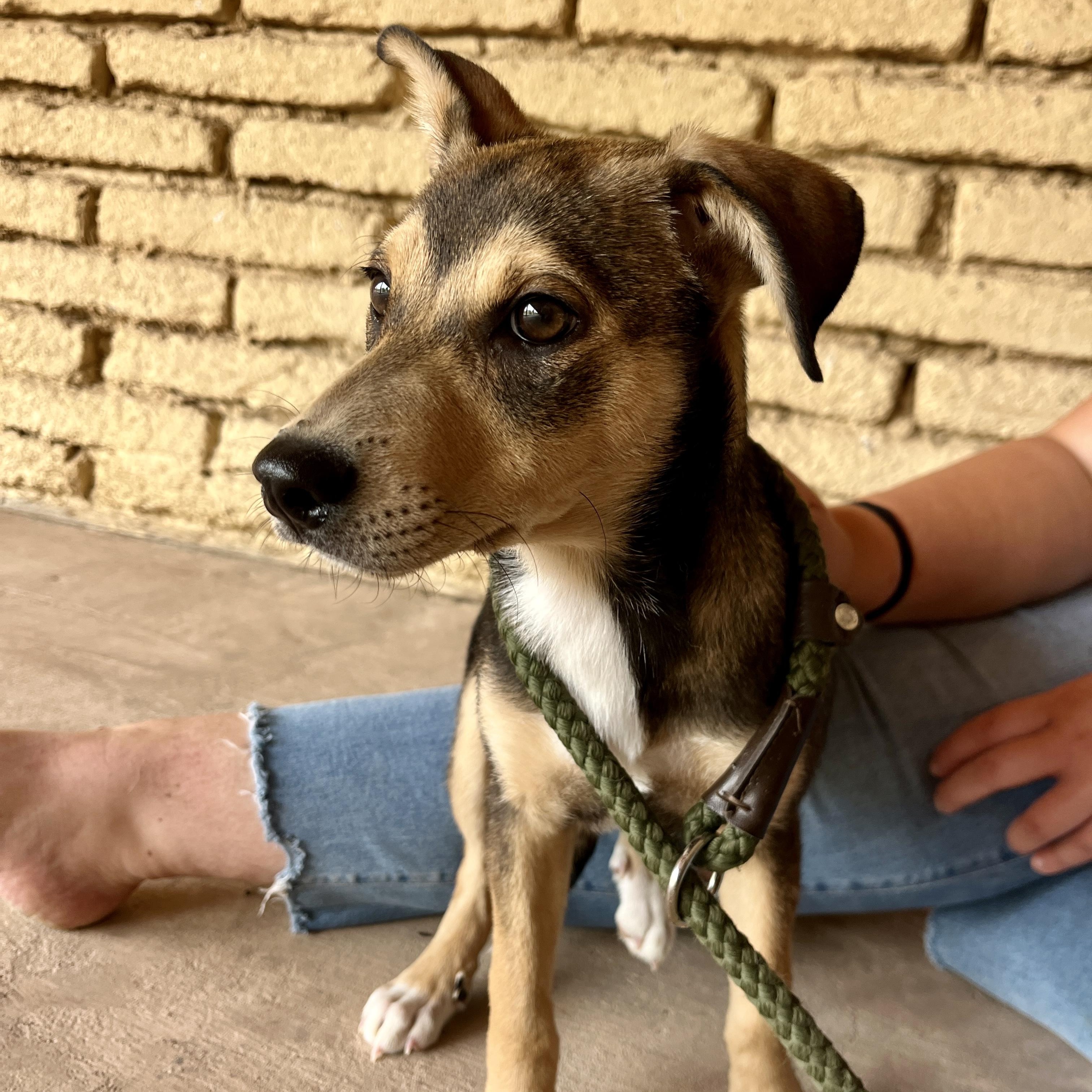 Enlarge Peach, a ADOPTABLE mixed breed in Marfa, TX image 3/6