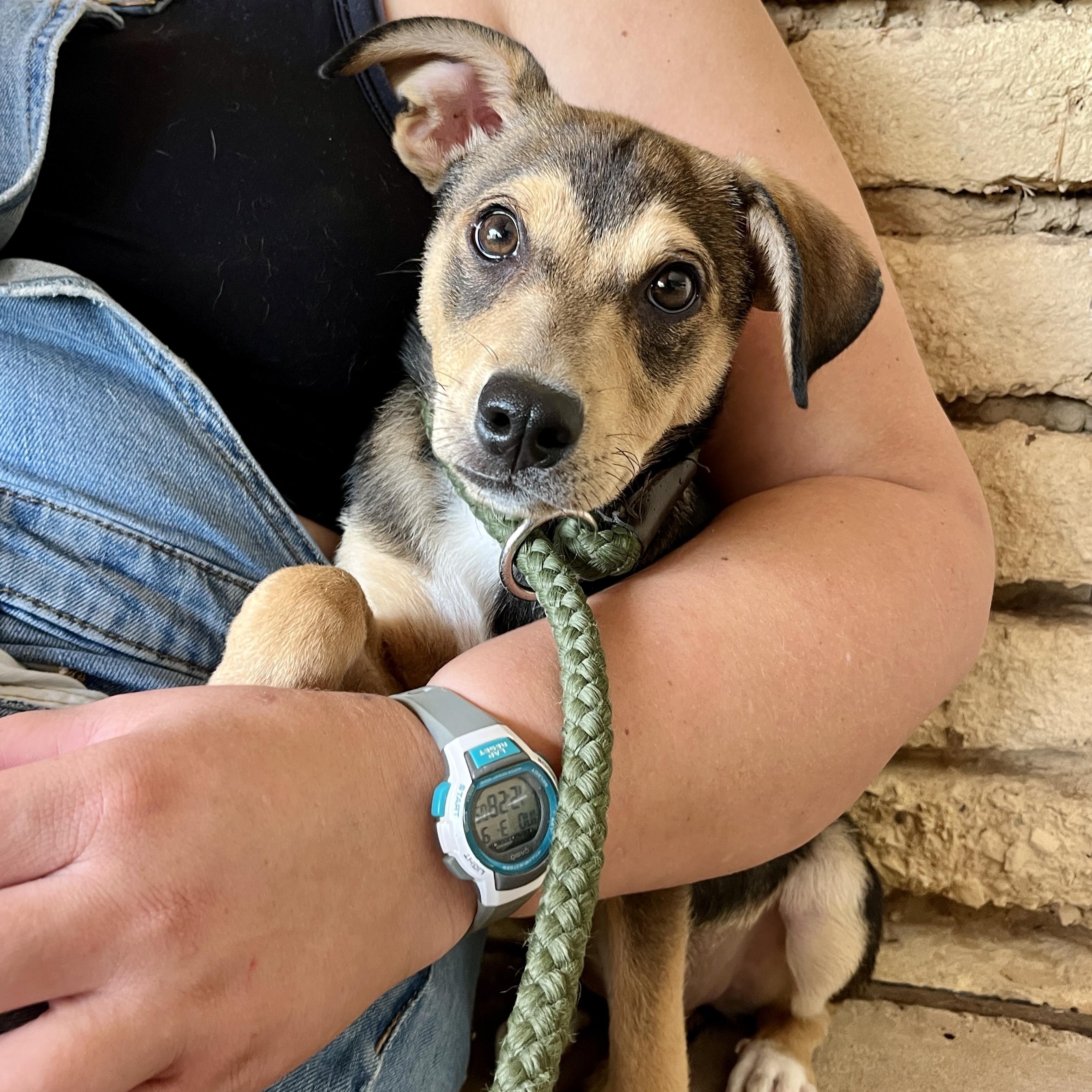 Enlarge Peach, a ADOPTABLE mixed breed in Marfa, TX image 6/6