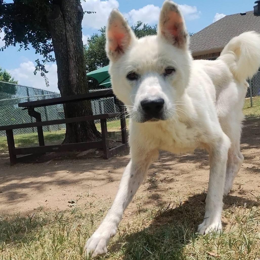 Muk, Adoptable, Adult Male Akita.