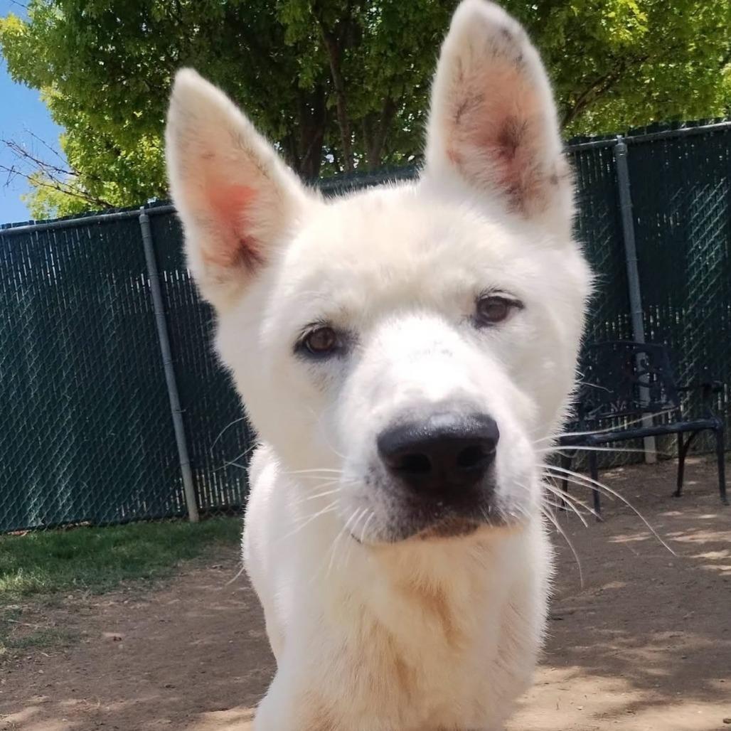 Enlarge Muk, a Adoptable Akita in Dallas, TX image 2/4