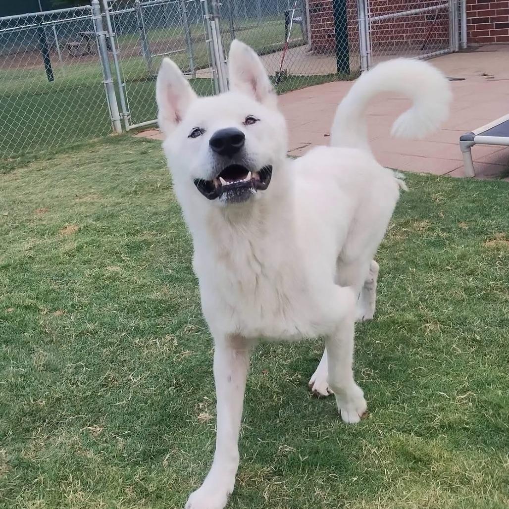 Enlarge Muk, a Adoptable Akita in Dallas, TX image 3/4