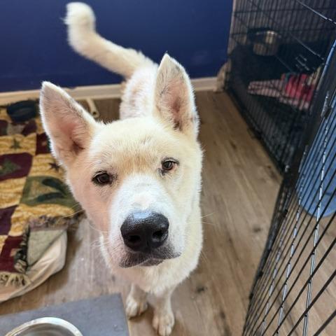 Enlarge Muk, a Adoptable Akita in Dallas, TX image 4/4