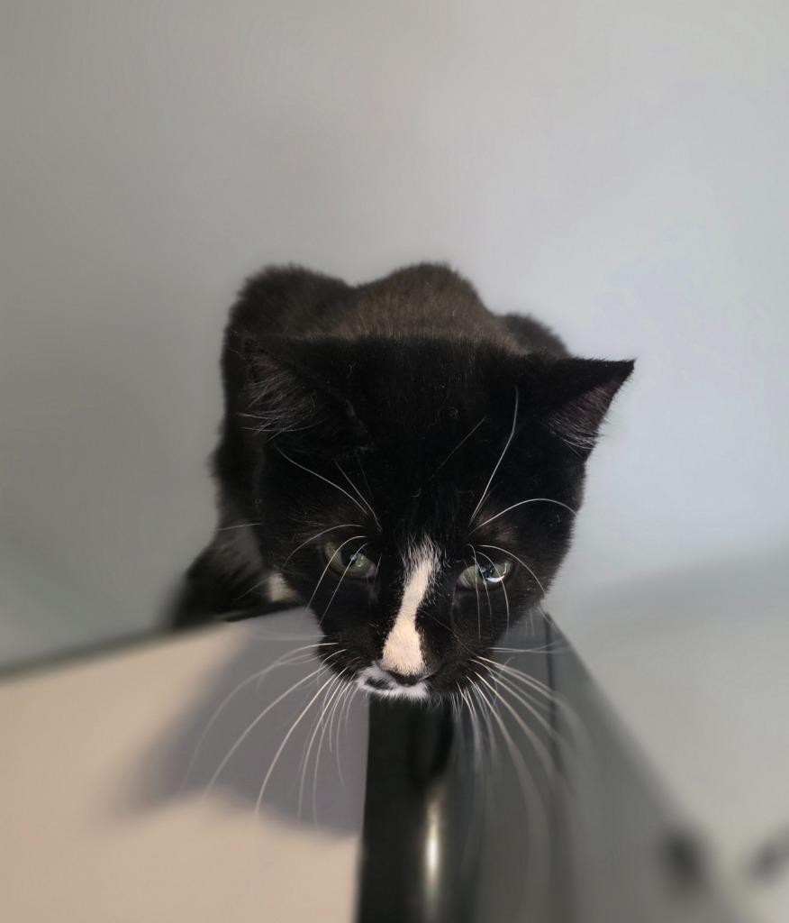 Trudy, Adoptable, Young Female Domestic Short Hair.