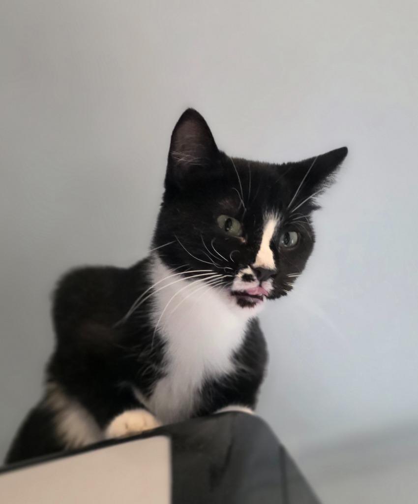 Enlarge Trudy, a Adoptable mixed breed in Shell Lake, WI image 2/4