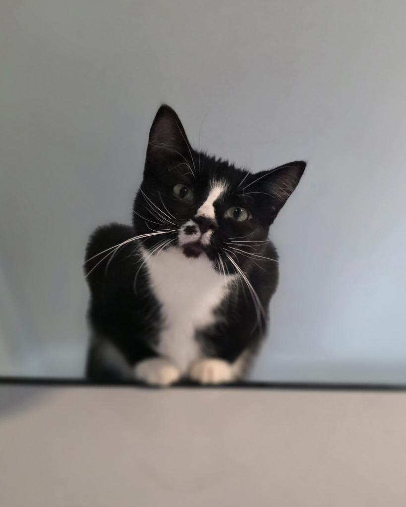 Trudy, Adoptable, Young Female Domestic Short Hair.