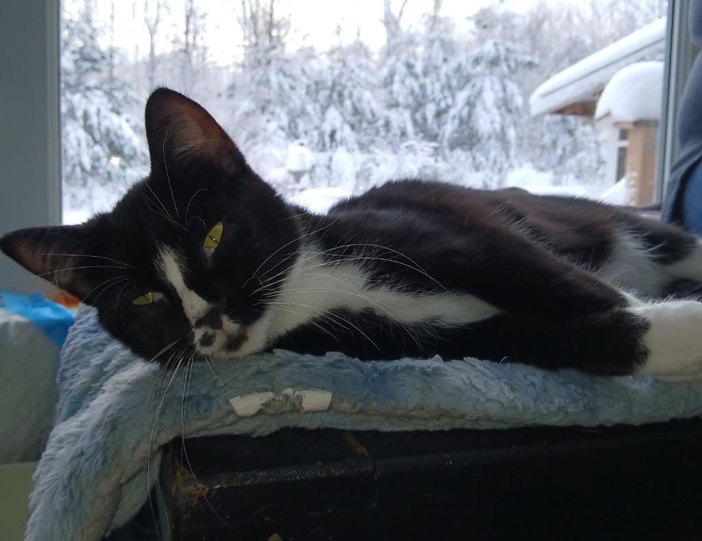 Enlarge Trudy, a Adoptable mixed breed in Shell Lake, WI image 3/3