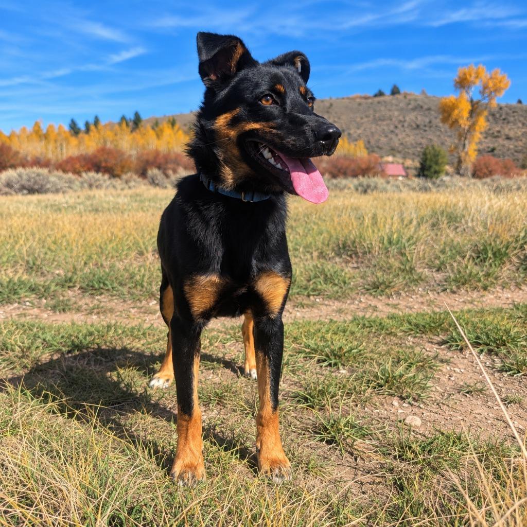 Enlarge Luna, a Adopted mixed breed in Thayne, WY image 6/6