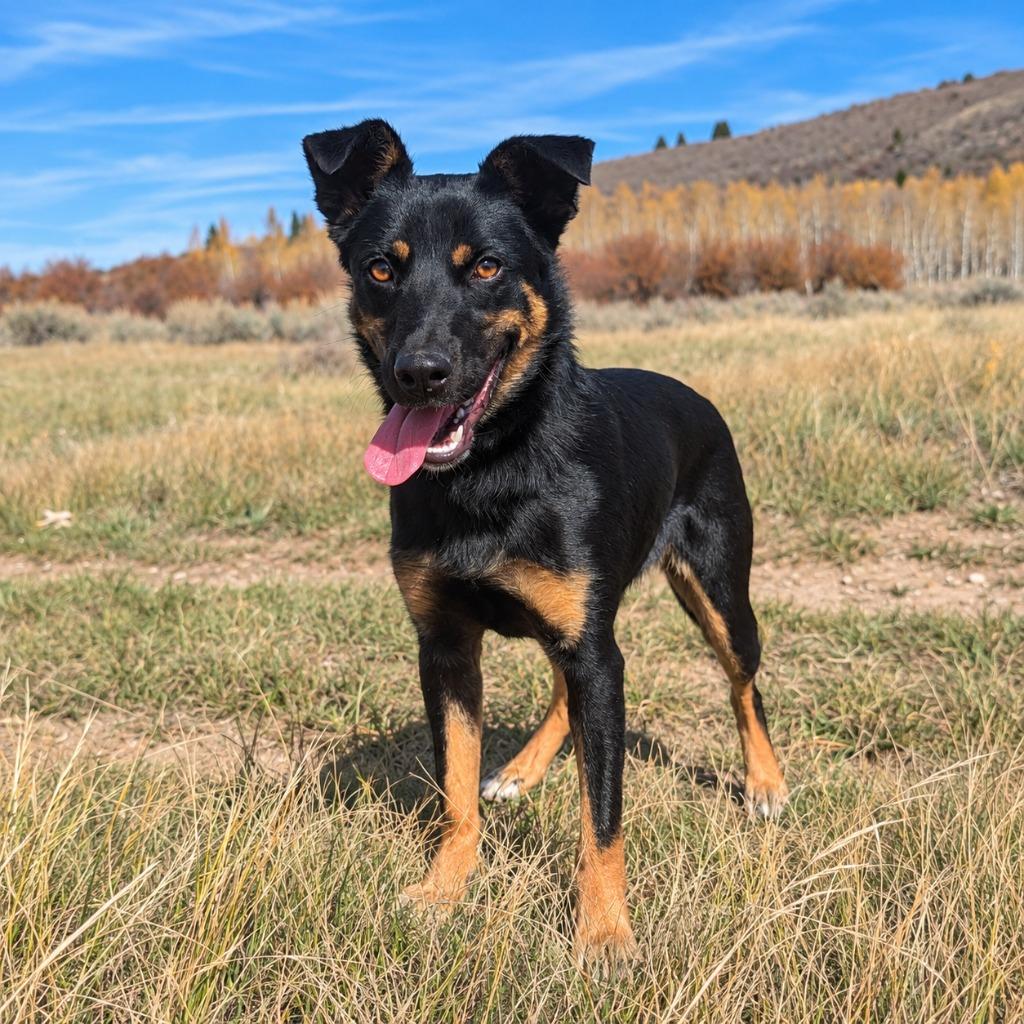 Enlarge Luna, a Adopted mixed breed in Thayne, WY image 3/6