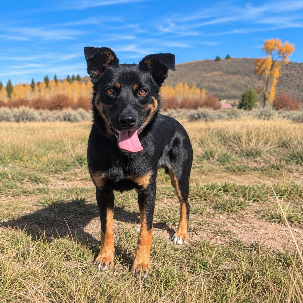 Enlarge Luna, a Adopted mixed breed in Thayne, WY image 2/6