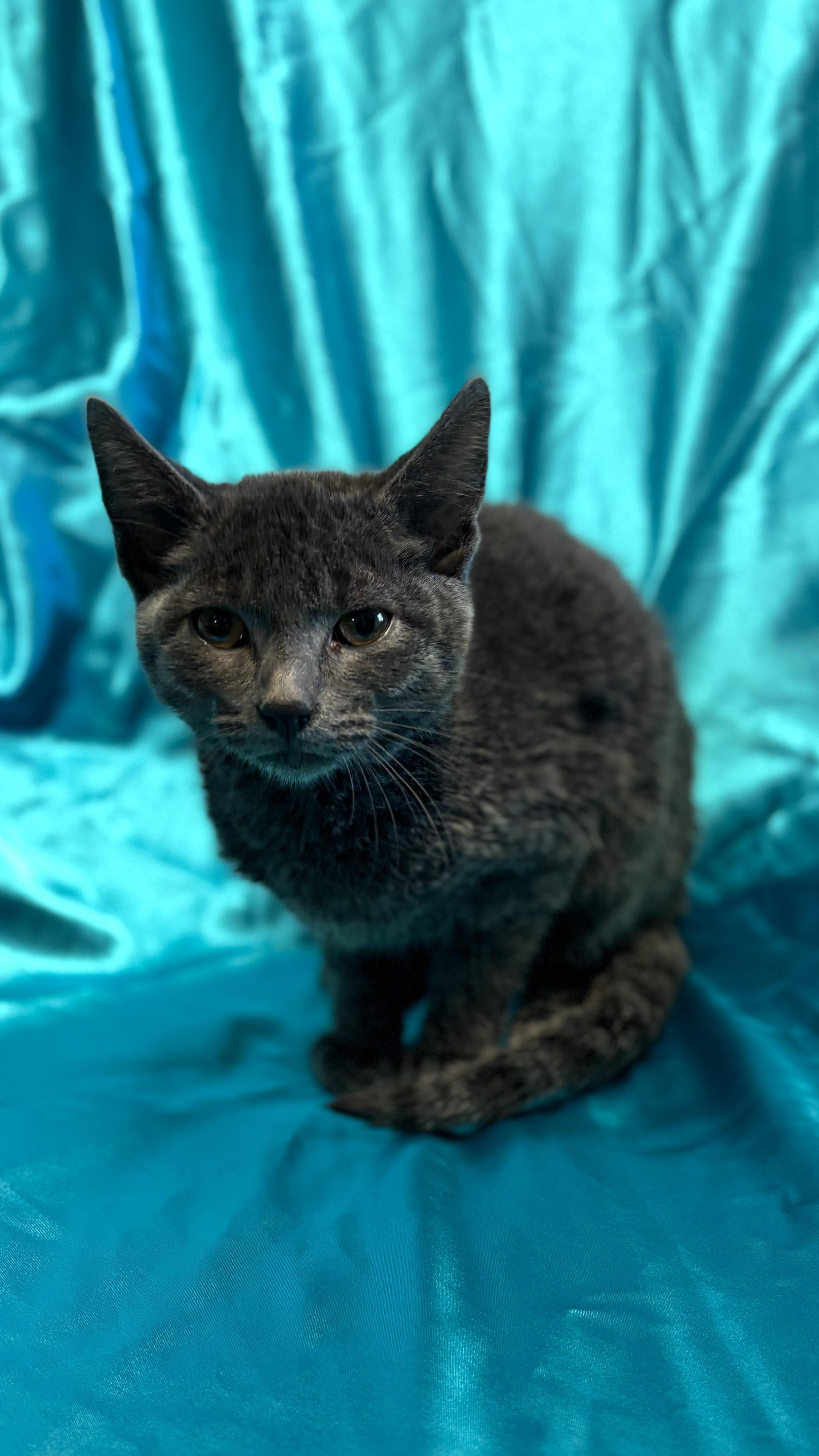 MERLIN, adopted, Kitten Male Russian Blue.