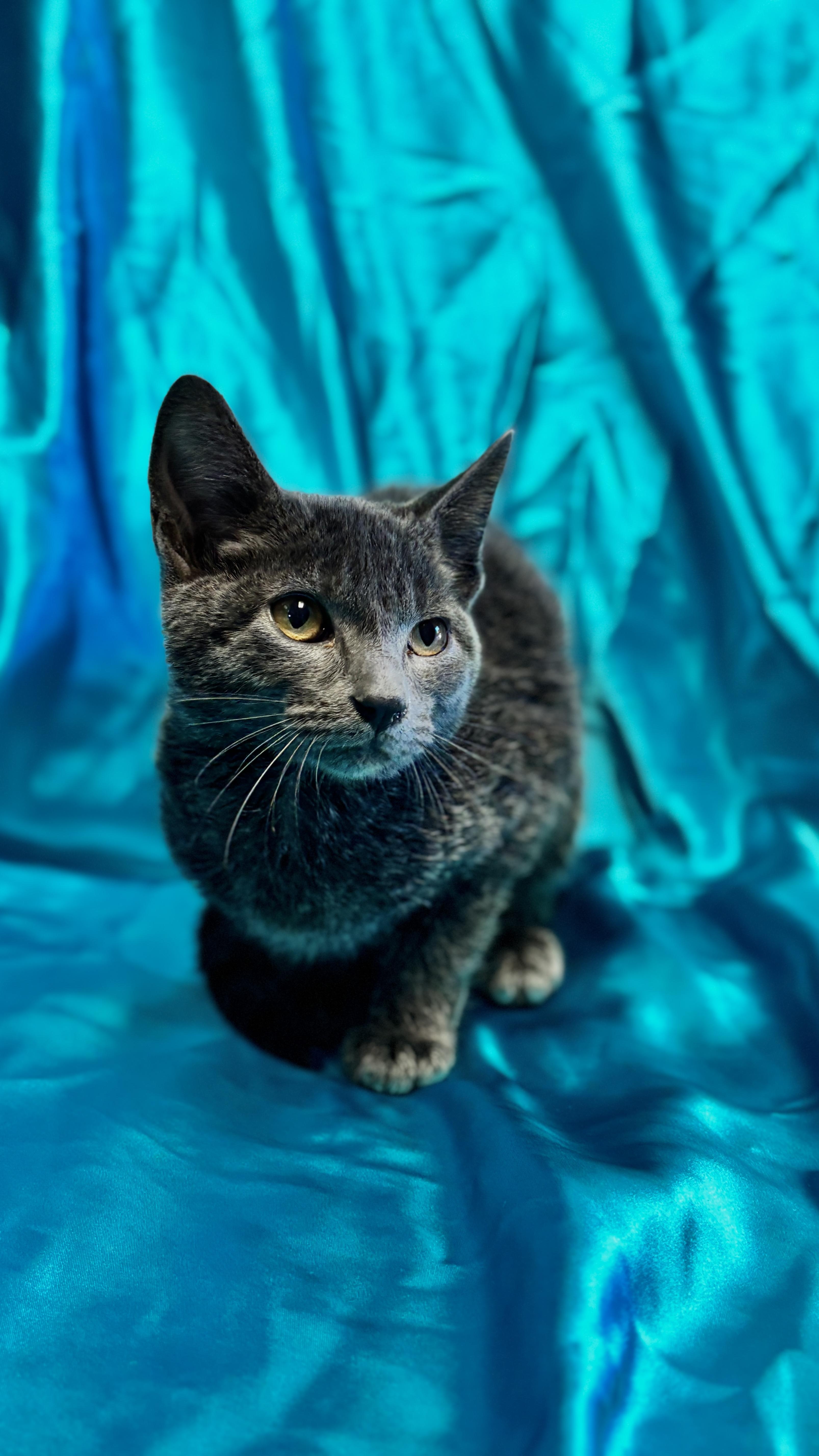 Enlarge MERLIN, an adopted mixed breed in Rowland Heights, CA image 2/6