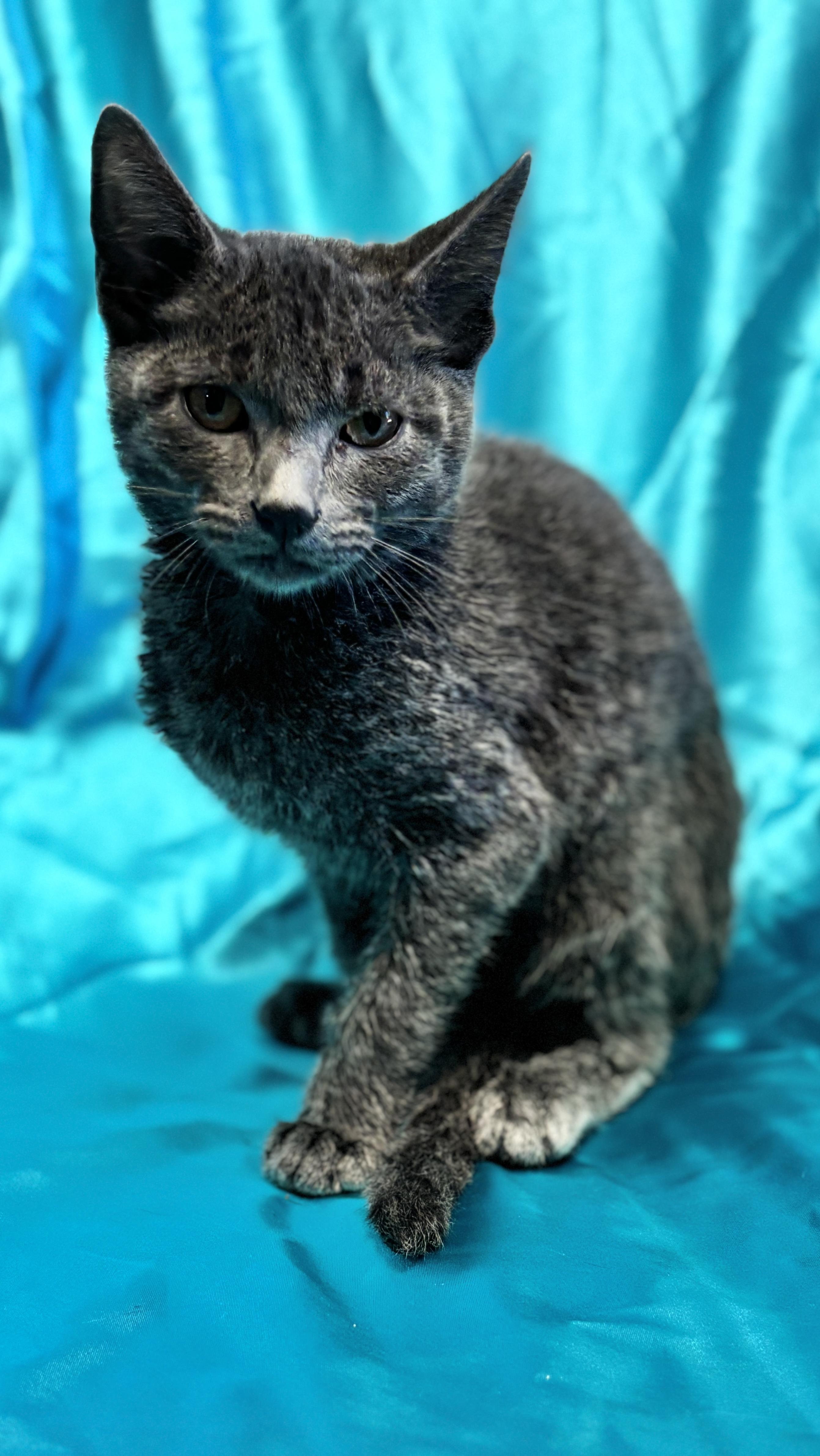 Enlarge MERLIN, an adopted mixed breed in Rowland Heights, CA image 3/6