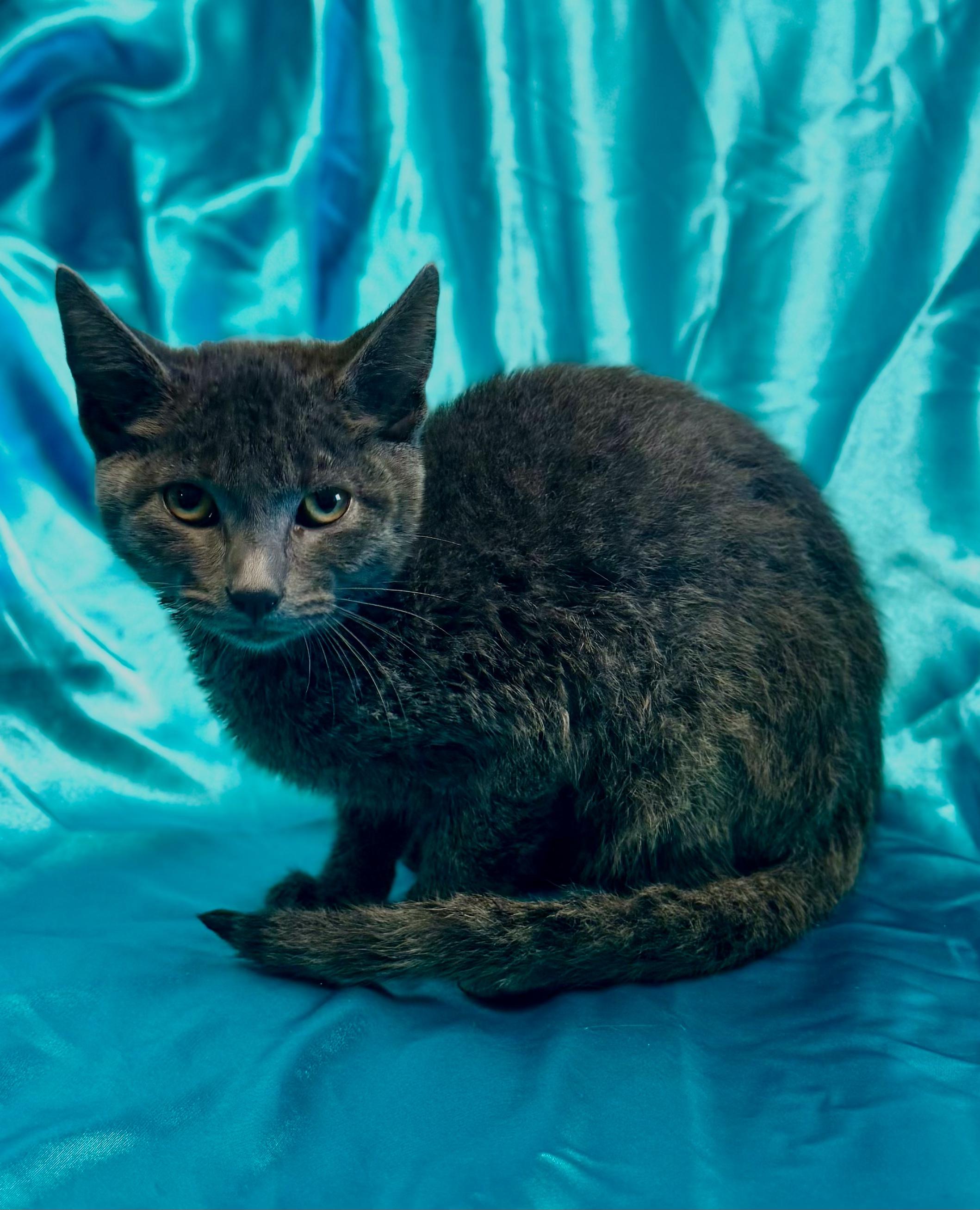 Enlarge MERLIN, an adopted mixed breed in Rowland Heights, CA image 5/6