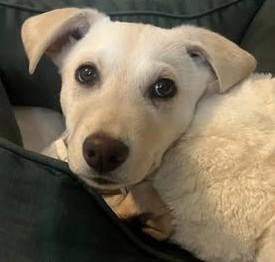 Dusty, adopted, Young Male Australian Cattle Dog / Blue Heeler.