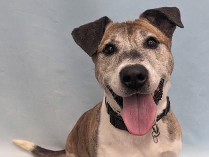 Lady, Adoptable, Senior Female Beagle & Pit Bull Terrier.