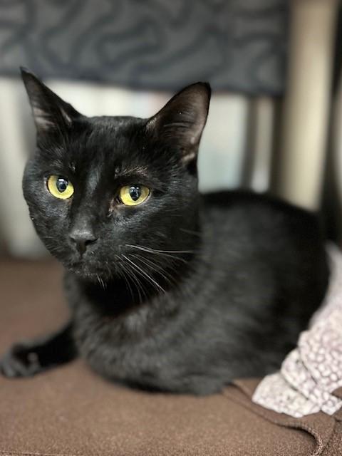 ZORRO, Adoptable, Adult Male Domestic Short Hair.