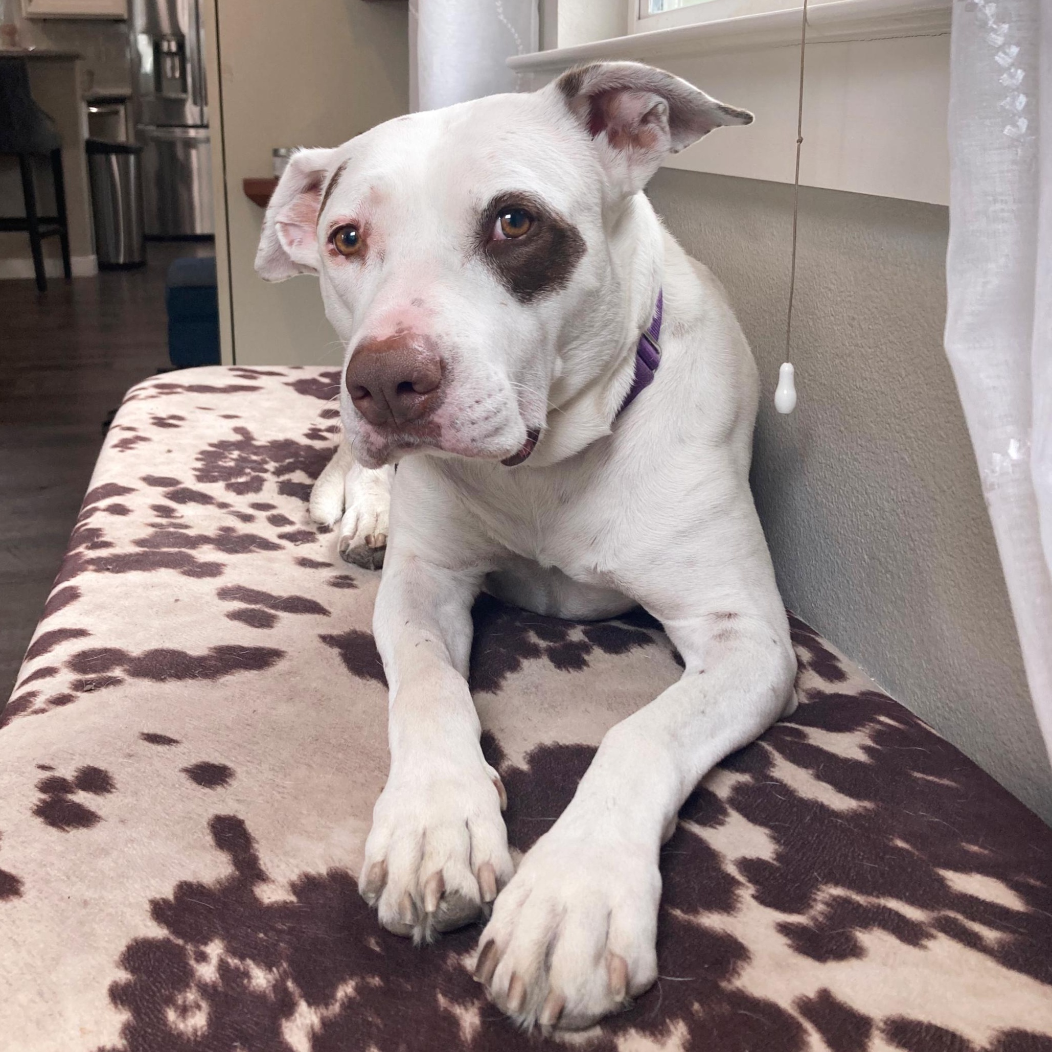 Honey Comb, Adoptable, Adult Female Terrier & American Bully.
