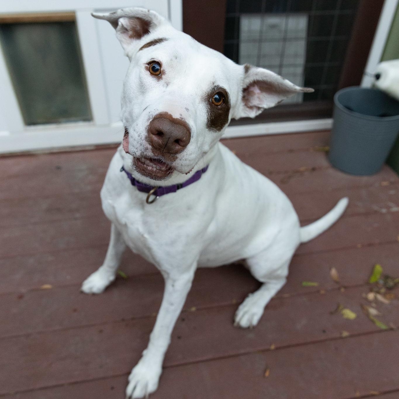 Honey Comb, a Adoptable mixed breed in North Stonington, CT image 3/6