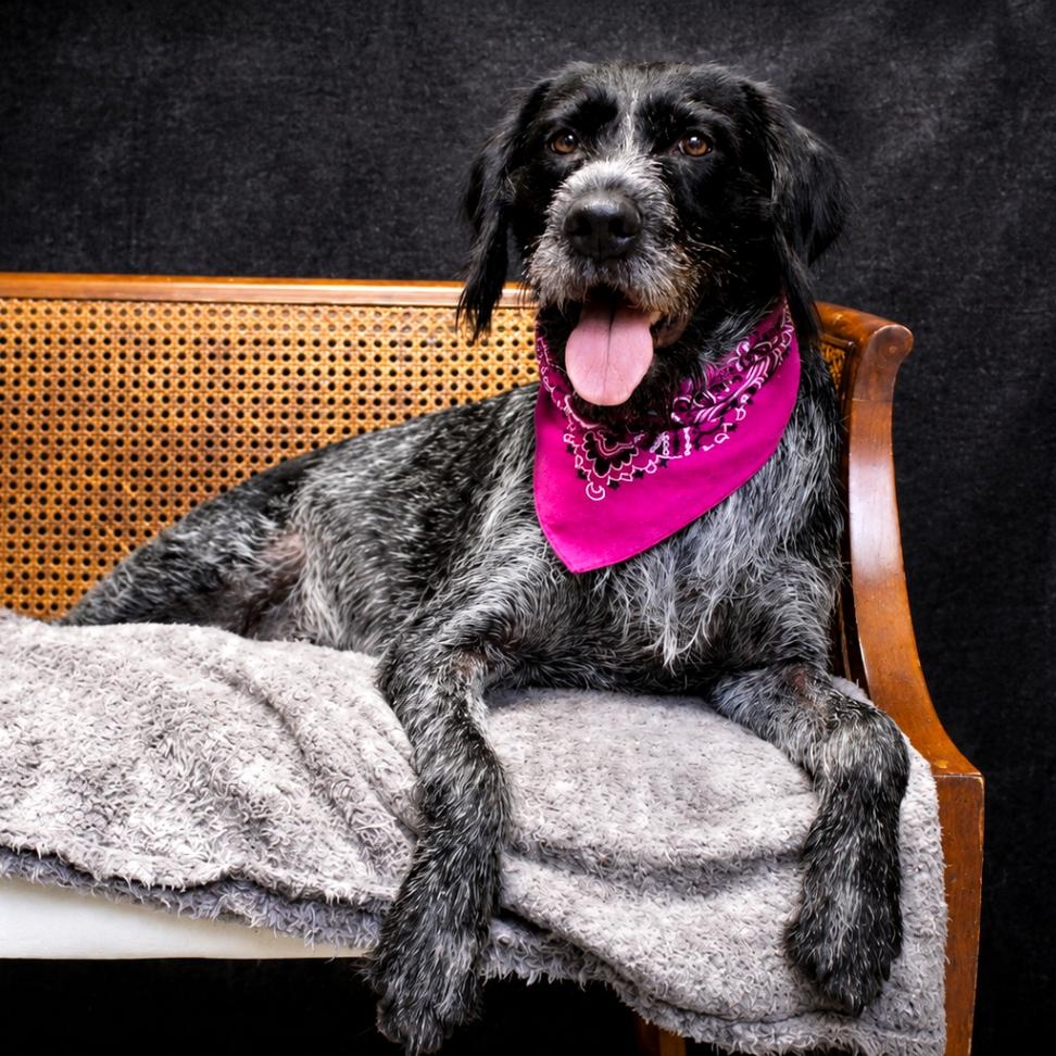 HoneyBee, an adopted German Wirehaired Pointer in Cheboygan, MI image 2/6