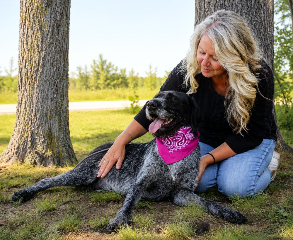 HoneyBee, adopted, Adult Female German Wirehaired Pointer.