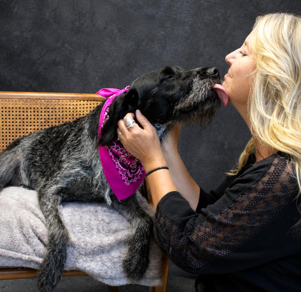 HoneyBee, an adopted German Wirehaired Pointer in Cheboygan, MI image 6/6