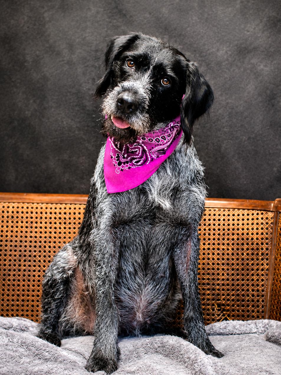 HoneyBee, an adopted German Wirehaired Pointer in Cheboygan, MI image 4/6