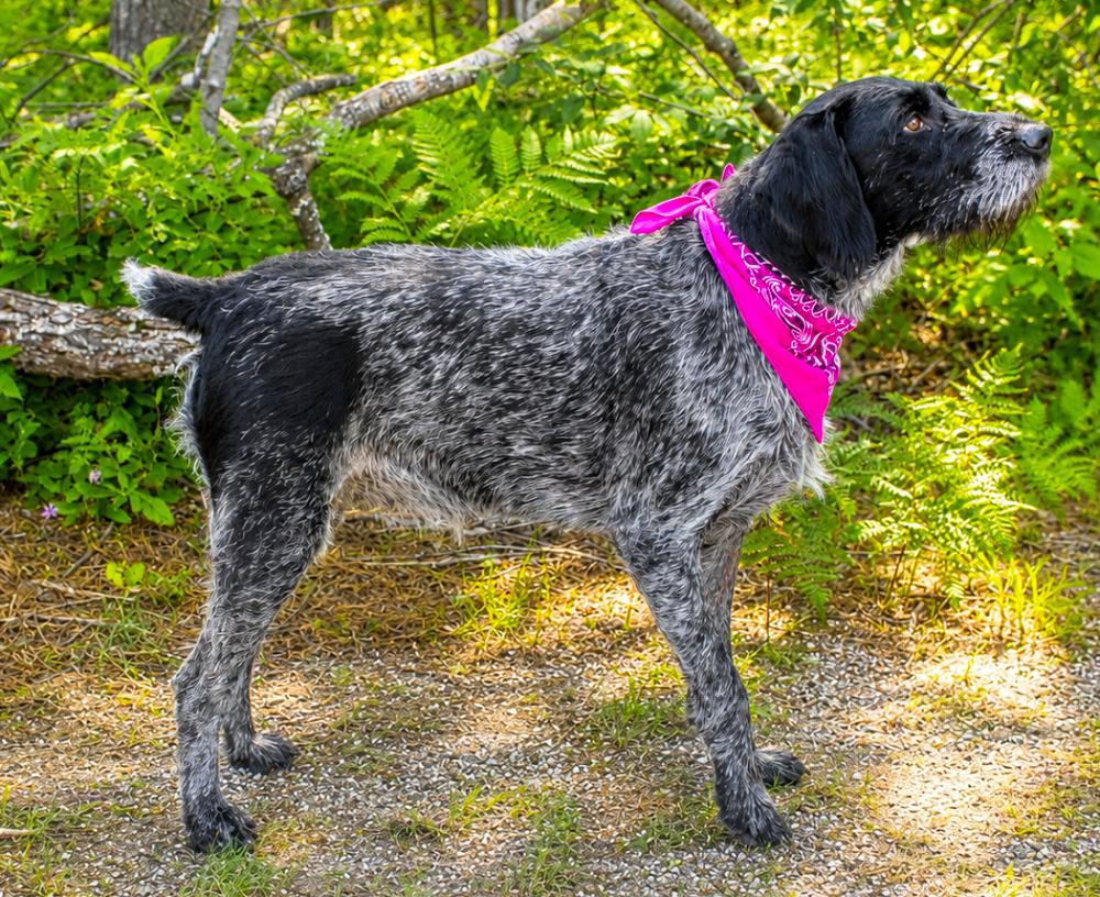 HoneyBee, an adopted German Wirehaired Pointer in Cheboygan, MI image 3/6