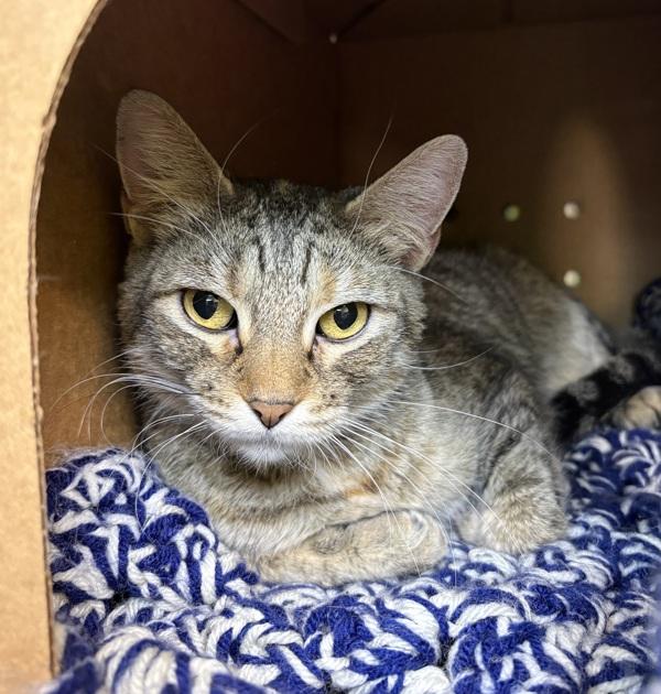 Enlarge Marley, a Adoptable mixed breed in Sioux City, IA image 1/2