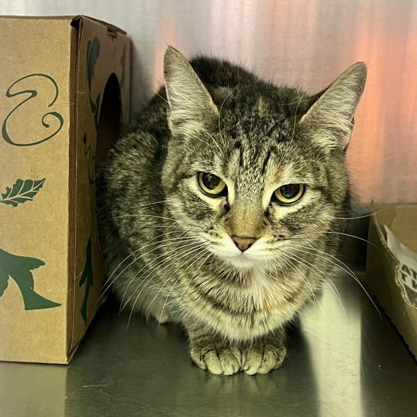 Enlarge Marley, a Adoptable mixed breed in Sioux City, IA image 2/2