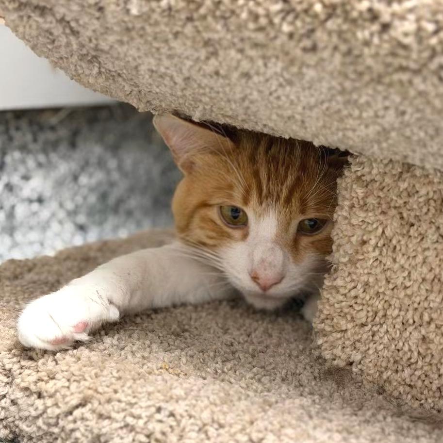 Enlarge Simba, a Adoptable Domestic Short Hair in Brookfield, WI image 2/6