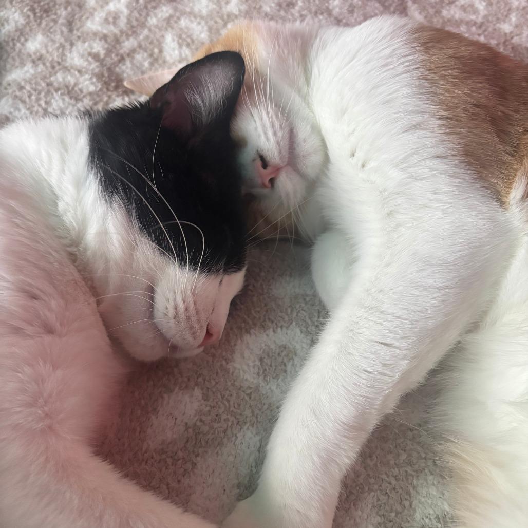Enlarge Simba, a Adoptable Domestic Short Hair in Brookfield, WI image 3/6