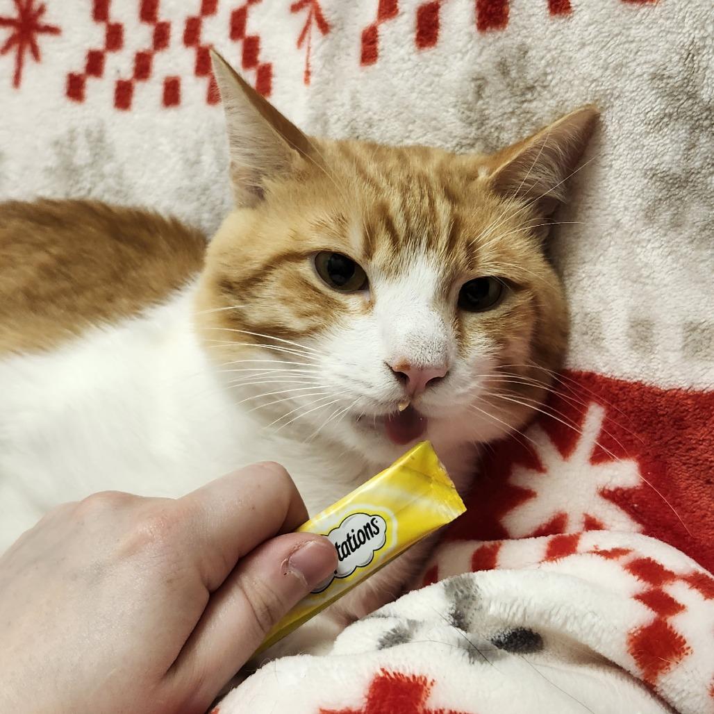 Enlarge Simba, a Adoptable Domestic Short Hair in Brookfield, WI image 4/6